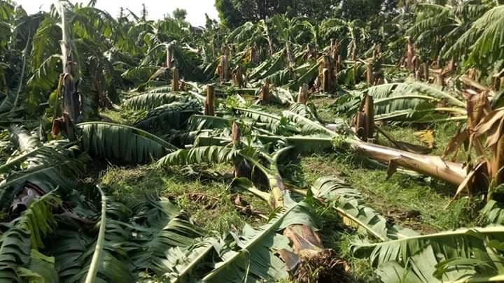 हावाहुरीले कैलालीको बडेहामा १२ बिगाहामा लगाएको केराबारी नष्ट गर्‍यो