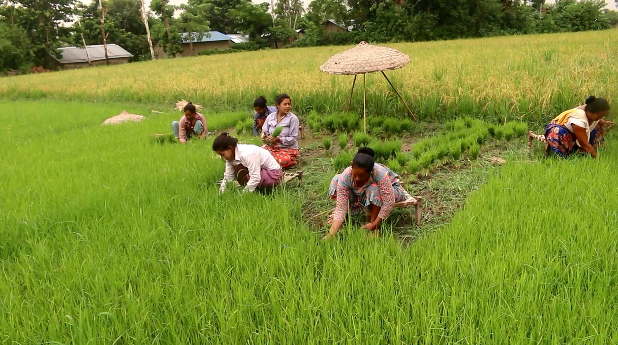 चैते धान खेतीमा कञ्चनपुरका किसानको आकर्षण बढ्दै