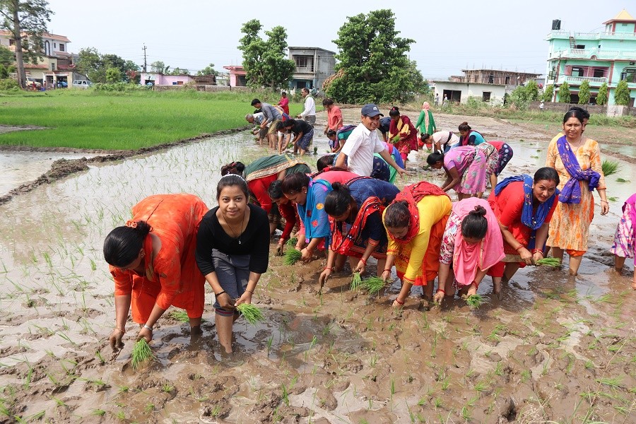 रोपाई उत्सव धनगढीमा मनाईयो