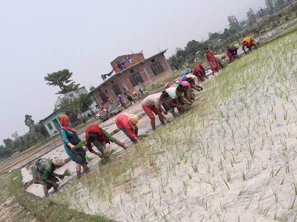 सुदूरपश्चिम प्रदेशमा ४ प्रतिशत खेतमा रोपाई भएन