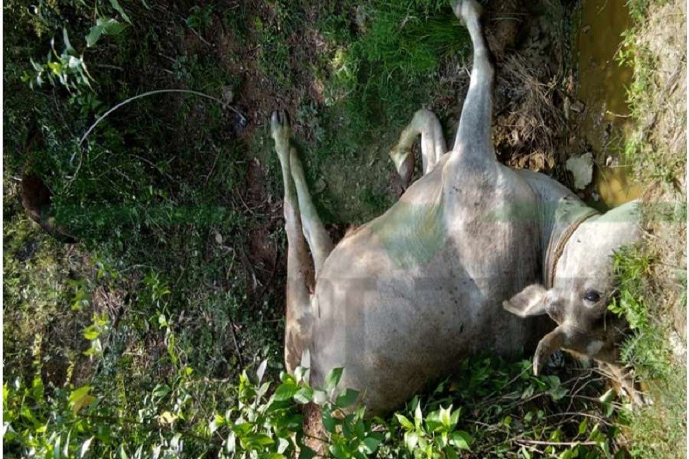 डडेल्धुरामा एकै किसानका २ दिनमा ८ पशुचौपाया मरे