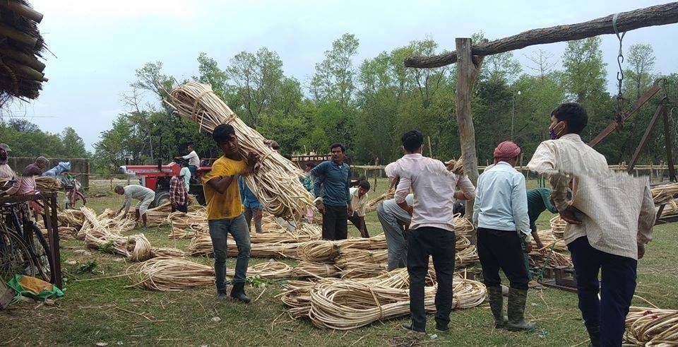 आम्दानीको श्रोत बन्दै कैलालीको सत्ति कर्णाली सामुदायिक वन