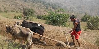 मुक्त भएको १२ बर्ष सम्म पनि हलियाका समस्या उस्तै