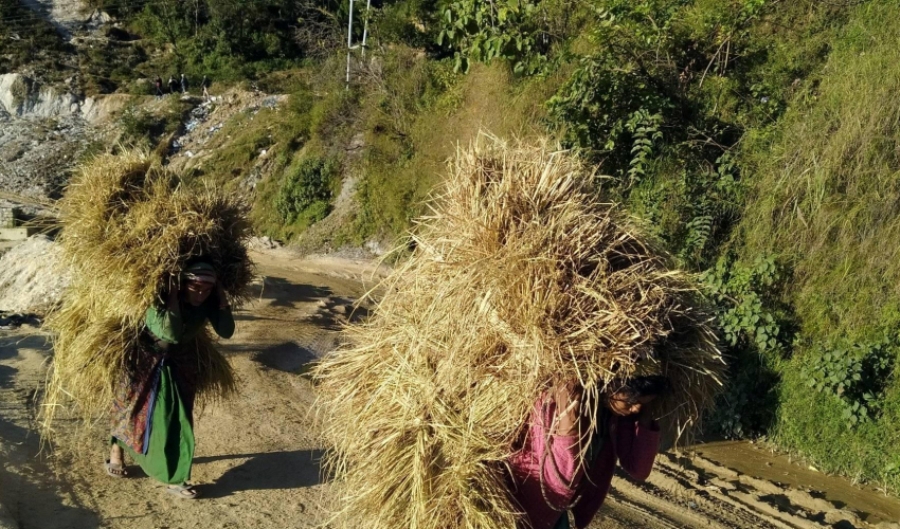 दसैंमा पनि सुदूरपश्चिमका किसान खेतबारीमै व्यस्त