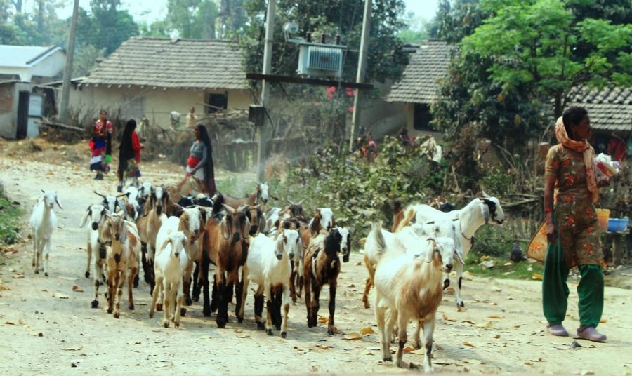 बाख्रा चराएर फर्कंदै