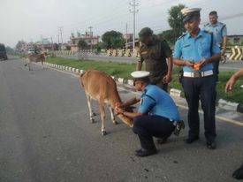 अत्तरिया-धनगढी ६ लेन सडक मा छाडा गाईगोरु को सिङ तथा घाँटी मा रेडियम लाउन थालियो