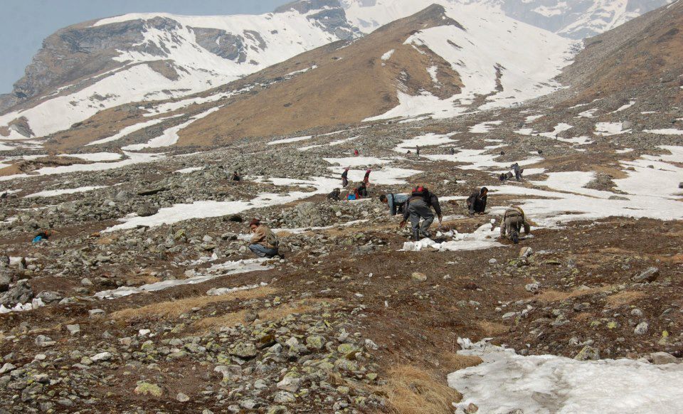 दार्चुलामा यार्सागुम्बा संकलनको क्रममा भीरबाट लडेर एक विद्यार्थीको मृत्यु