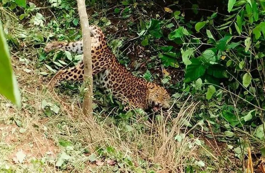 बैतडीमा पासोमा फसेको चितुवा पासो चुँडालेर भागेपछि ....