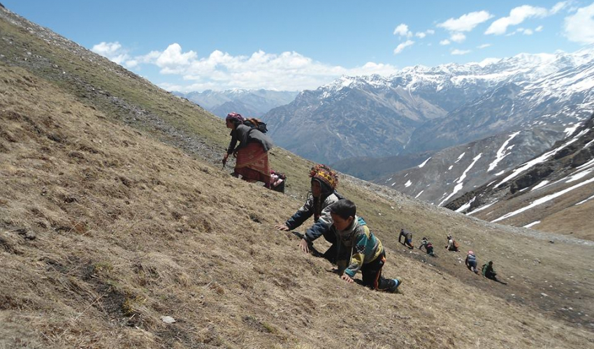 बालबालिका अभिभावकसँगै यार्सा टिप्न गएपछि बझाङको साइपालका विद्यालय एक महिना बन्द