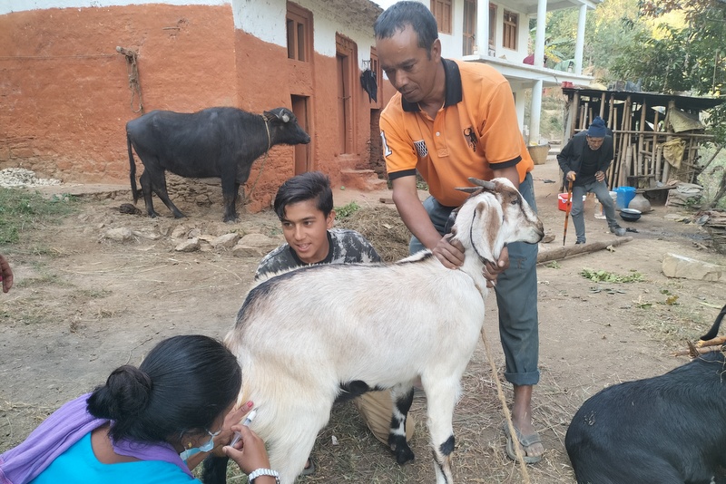 कञ्चनपुरमा ८६ हजार घरपालुवा जनावर भेडा र बाख्रालाई पिपिआर विरुद्धको खोप