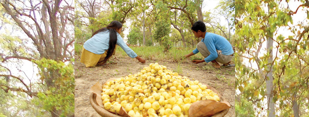 गहुँ भित्र्याउने काम सकिएपछि कैलालीको ग्रामीण क्षेत्रमा महुवा सङ्कलनको चटारो