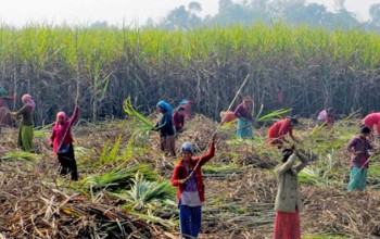 उखु नमूना गाउँ कार्यक्रमबाट ४ सय किसान लाभान्वित