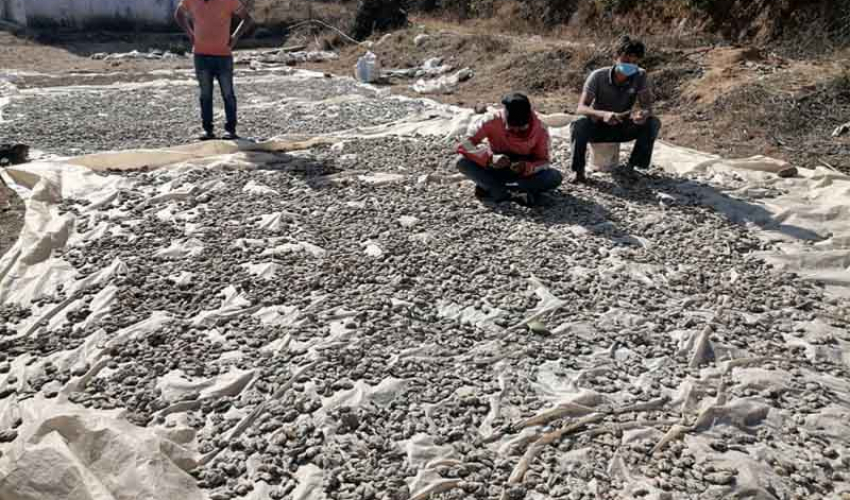 डोटीमा बर्सातले सुठो कुहिँदा किसानहरु  चिन्तित