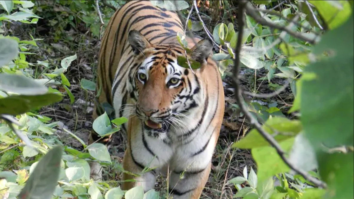 कञ्चनपुरको बेलौरीका स्थानीय बाघको त्रासमा