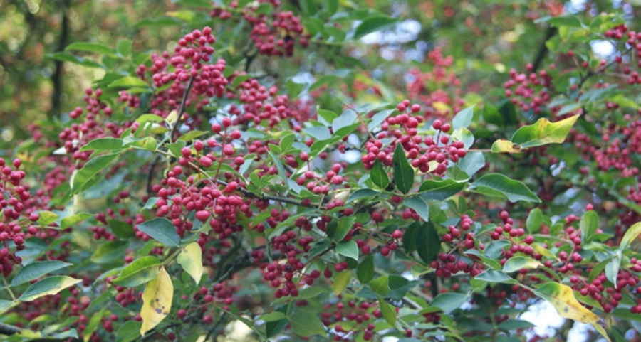 बैतडीमा टिमुर खेतीका लागि सम्झौता, ५  वर्षको अवधिमा २५ हजार बिरुवा रोपिने