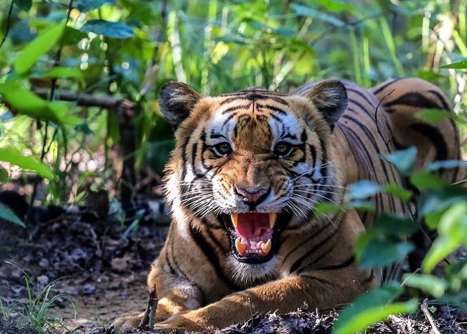 गोदावरीमा बाघको आतंङ्क : फेरि वडा नं ४ को खैराना नजिक किसानका ६ बाख्रा खायो 