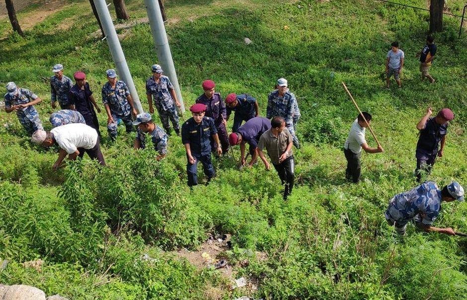 बाजुरामा  प्रहरीको सकृयतामा  १०५ रोपनी गाँजा फडानी