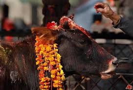 तिहारको चौथो दिन आज गाई, गोरु र कृषकको पूजा गरिदै