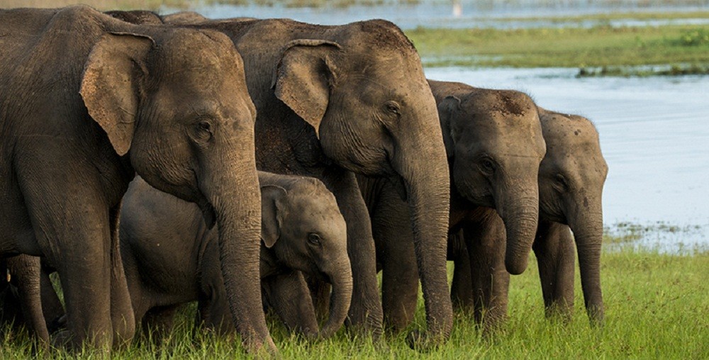 जङ्गली हात्तीको बथानले एकै रात नौ विघाभन्दा बढी जग्गामा लगाएको गहुँबालीमा क्षति