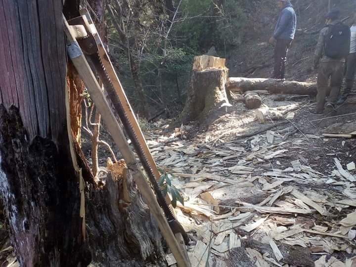 बझाङमा करोडौंको काठ कटानी गराएको भन्दै वनका अध्यक्ष र सविच विरुद्ध उजुरी