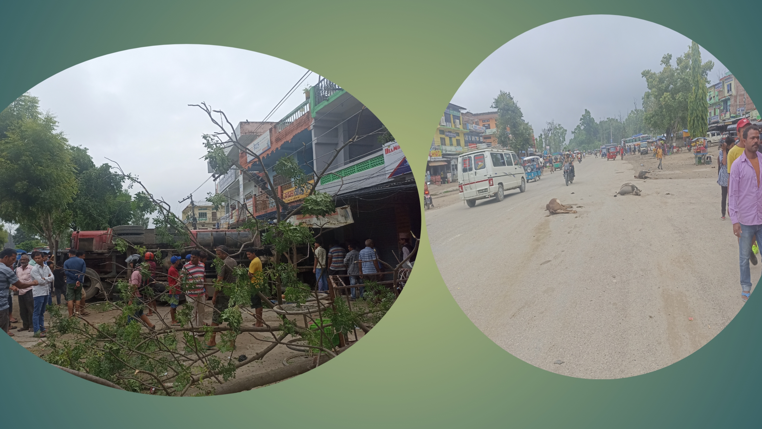 अत्तरिया ट्यांकर दुर्घटना : स्थानीय ले बिहानै सडकभर पशुहरु मारिएका देखे