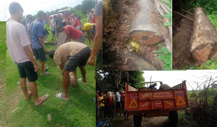 कैलालीमा अवैध काठ फेला