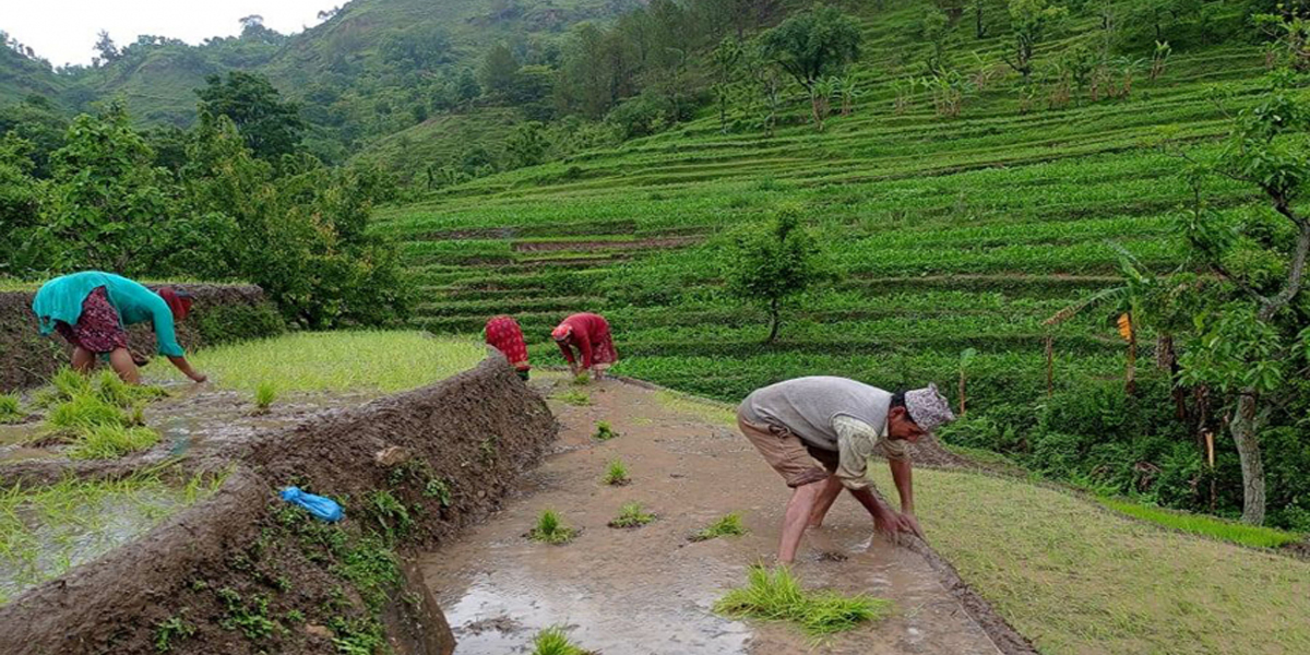 डोटीका विभिन्न स्थानमा वर्षे धान रोपाइँ सुरु