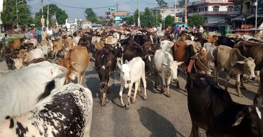 छाडा चौपायाबाट कञ्चनपुरका किसानलाई बाली जोगाउनै मुस्किल