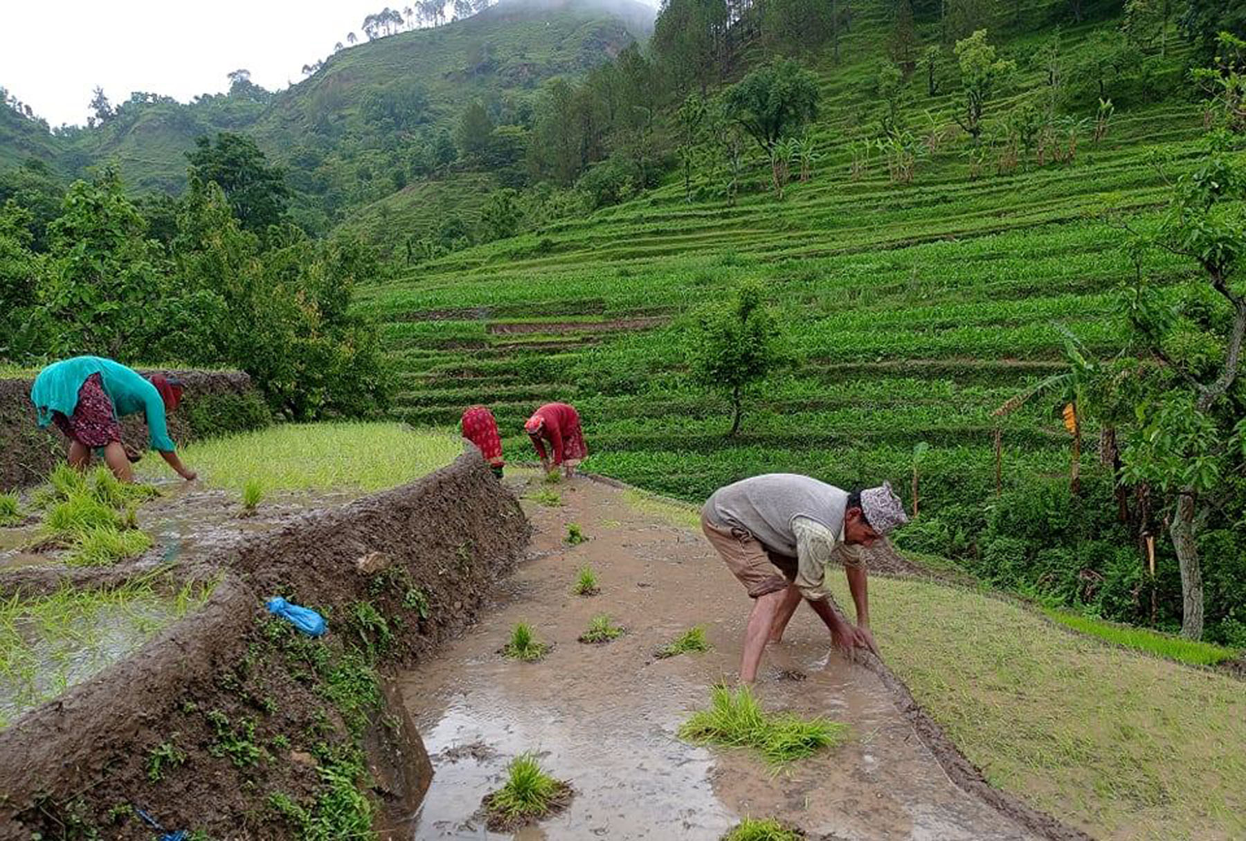 डोटीमा युवाहरु घर आएपछि बर्षौदेखी बाँझो रहेको जमिनमा पनि रोपाई 