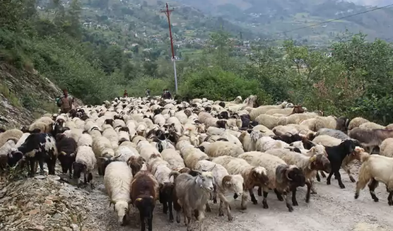 चिसोबढेसँगै बझाङका भेडापालक जाडो छल्न बेँशी झदै 