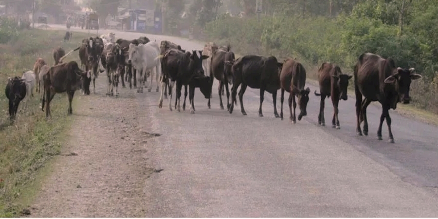 छाडा पशु चौपायाबाट कैलालीका किसानलाई बाली जोगाउनै मुस्किल