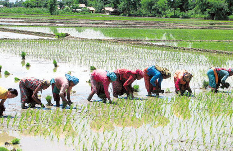 देशभर करिब ९८ प्रतिशत रोपाइँ सम्पन्न