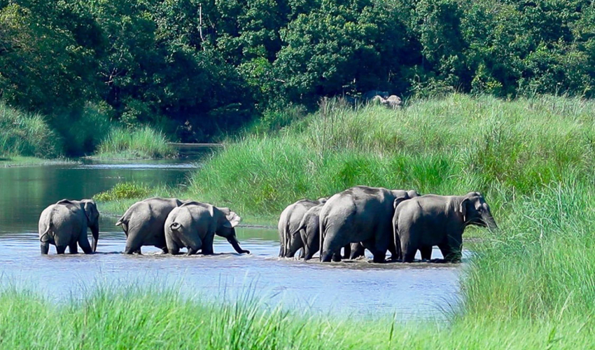 कञ्चनपुरको शुक्लाफाँटा ८ का बासिन्दाले ३ वर्षदेखि बर्खे बाली भित्र्याउन पाएनन्