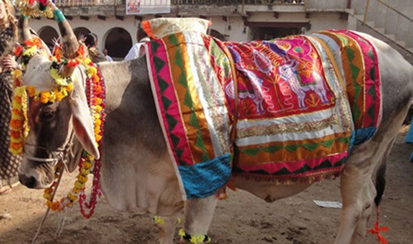 आज गोवर्द्धन, बलि, गोरु र हली पूजा गरिंदै