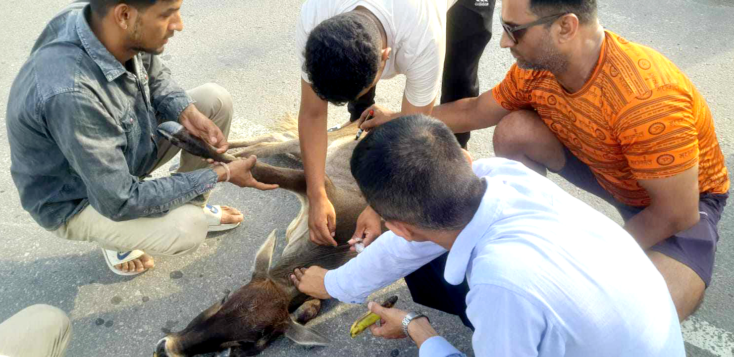 छाडा पशु चौपायालाई निःशुल्क लम्पी स्किन बिरुद्धको भ्याक्सिन