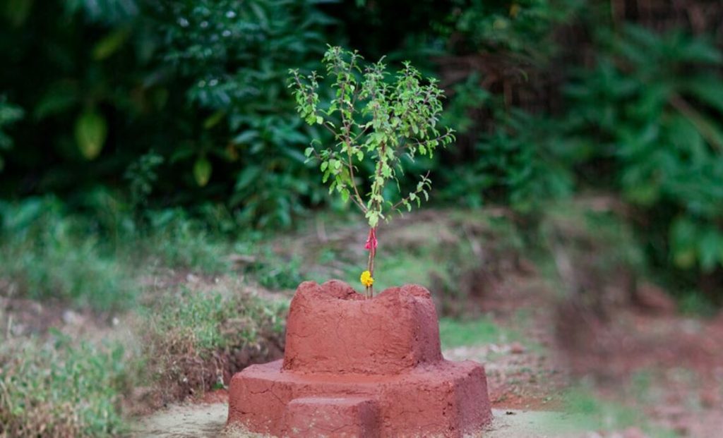 तुलसीको बिरुवा सारेर आइतबार हरिशयनी एकादशी मनाइँदै