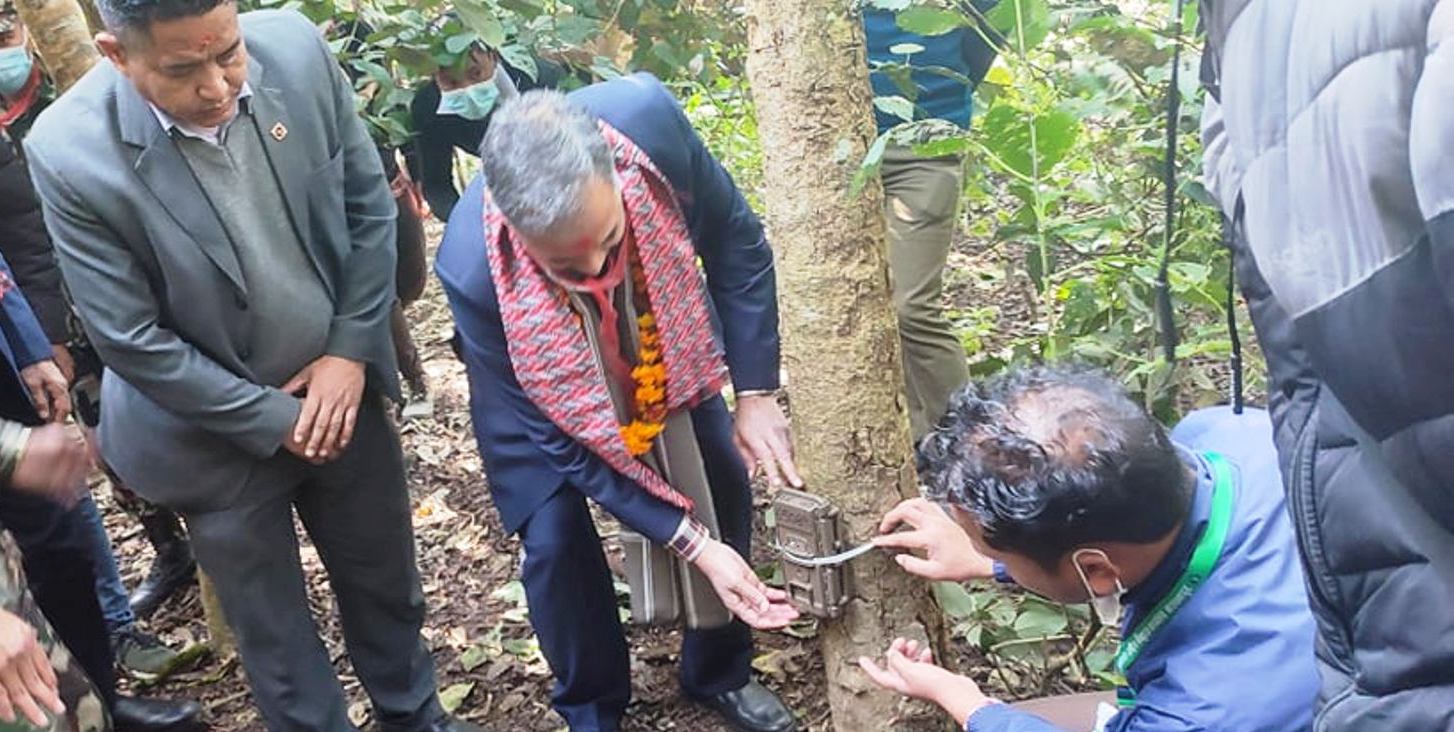 कञ्चनपुरको शुक्लाफाँटामा बाघ गणना सुरु