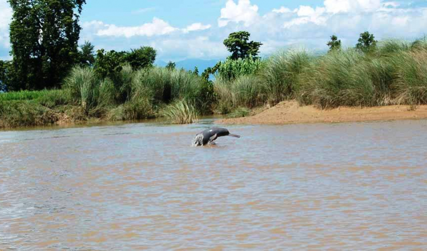 कैलालीका नदीमा वहाव बढेसँगै देखिन थाले डल्फिन