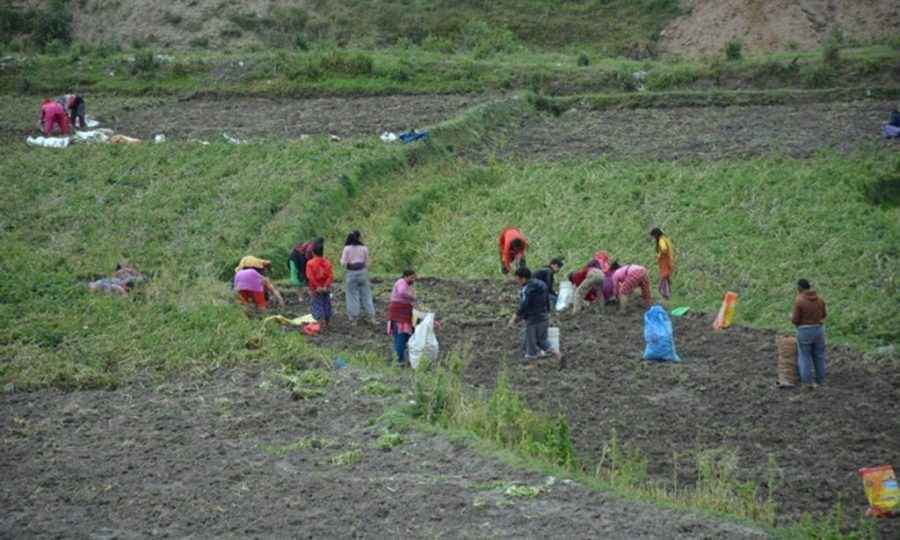 किसानलाई खेतीपाती भित्र्याउनमा सहयोग गर्दै डोटीका उम्मेदवार