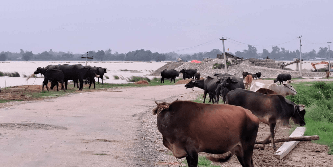 कैलालीको भजनी नगरपालिका जलमग्न,हालसम्म एक हजार बढी घरधुरी प्रभावित