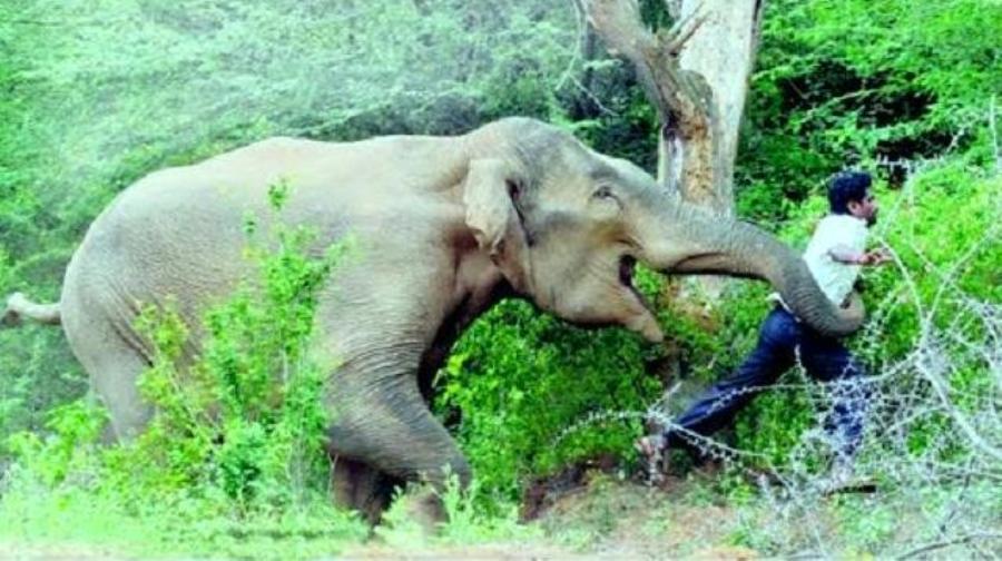 कञ्चनपुरमा हात्तीको आक्रमणबाट एक जनाको मृत्यु