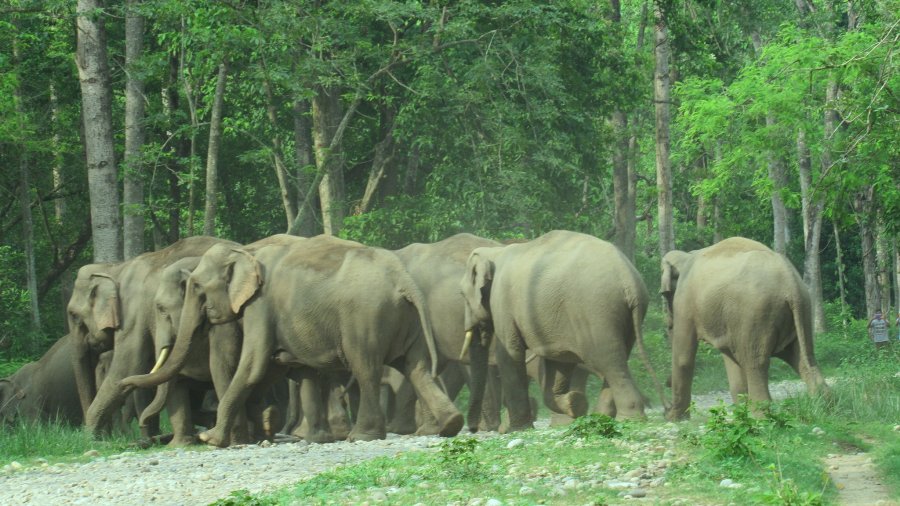 गोदावरी -४ बास्कोटामा झन्डै दुई दशकपछि हात्तीको बथान देखियो