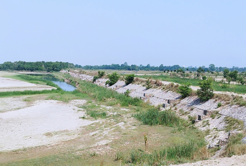 कञ्चनपुरको पुनर्वासमा तटबन्ध निर्माणले बाँझो देखिने जमिन हराभरा