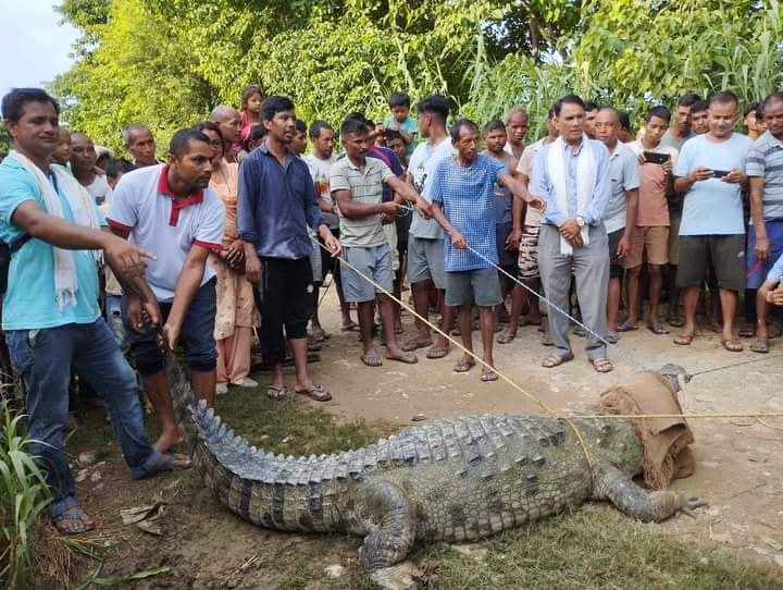 कैलालीको भजनीमा गोहिले २ बङ्गुर मार्याे