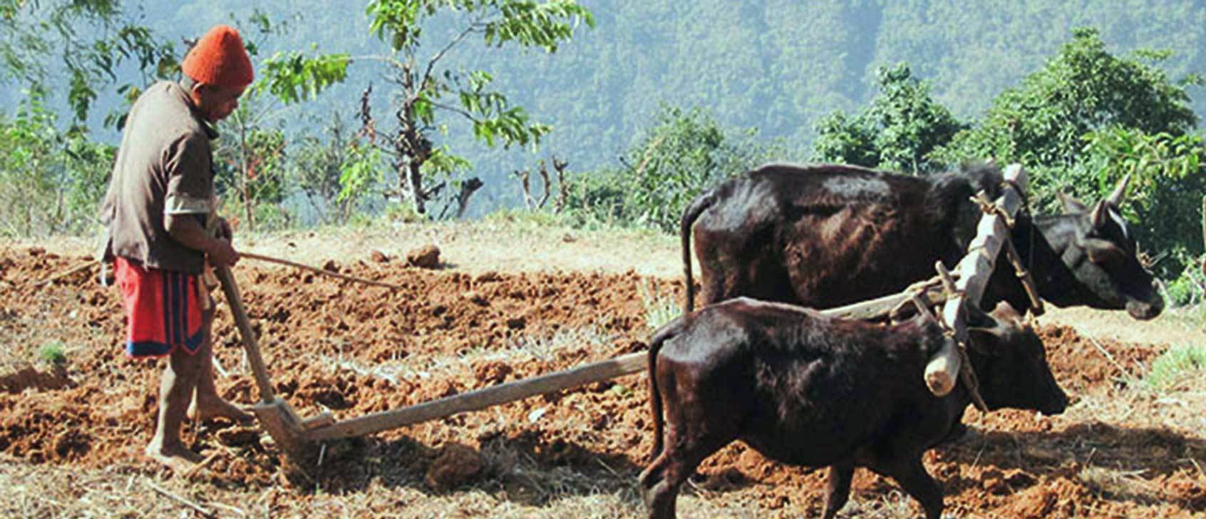 अझै पुनःस्थापनाको पर्खाइमा सुदूरपश्चिम र कर्णाली प्रदेशका २० प्रतिशत मुक्त हलिया परिवार