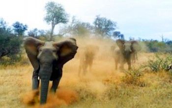 कञ्चनपुरमा जङ्गली हात्तीको त्रास : जीउधनको सुरक्षाका लागि भौतारिँदै शिविरका बासिन्दा