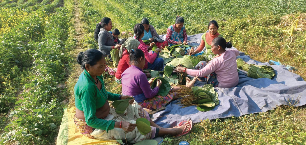 माघीको तयारीमा थारु समुदाय