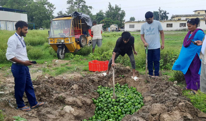 कैलालीको अत्तरीयामा सिम्ला मिर्च तरकारीमा विषादी भेटिएपछि नष्ट