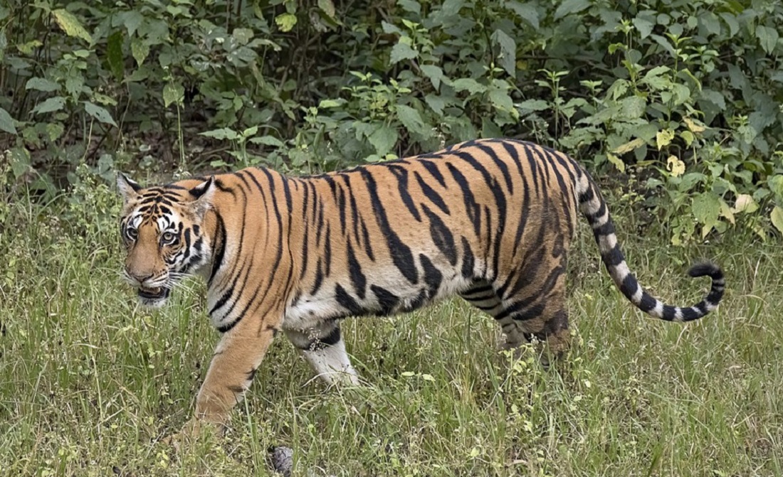 बाघको आक्रमणमा परेकी कञ्चनपुरकी महिलाको अवस्था अज्ञात